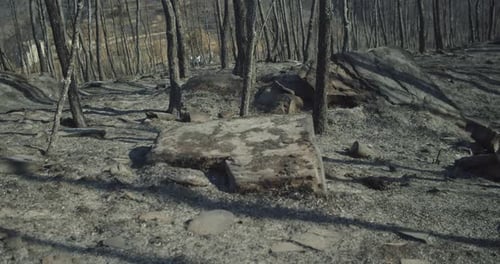 Burned Forest After a Forest Fire in Spain Forest Fire Concept