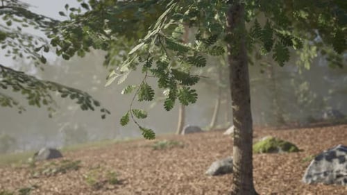 Sunlight Filtering Through the Leaves of Trees in a Tranquil Forest Setting