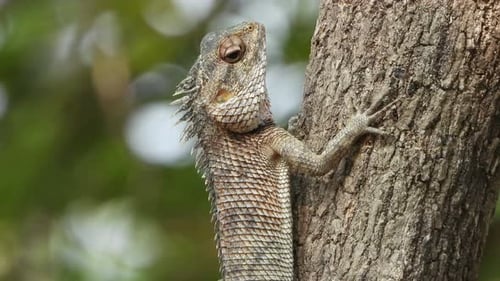 Lizard Resting on Tree Trunk Close Up