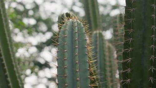 Cereus hexagonus, estructura columnar, patrón acanalado, espinas afiladas