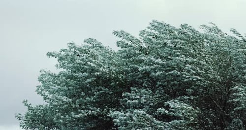 Trees With Green Leaves Blowing By Strong Wind Due To Storm Coming. - wide shot