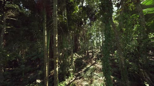 Bright Forest Trail Sundrenched Footpath Weaving Amid Thick Green Leaves