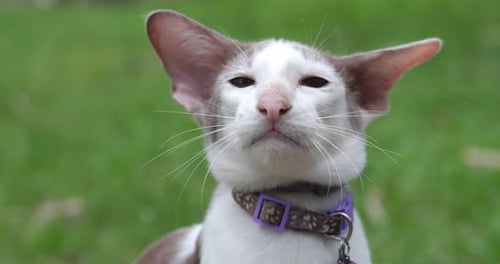 Close Up Portrait of a Domestic Cat with Blue Eyes