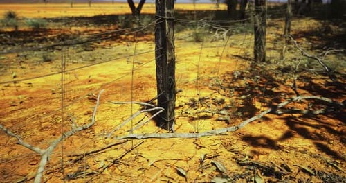 Сухой пейзаж с бесплодными деревьями и апельсиновой землей под суровым солнечным светом