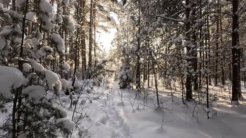 Snowy Forest Path Leads to Bright Winter Sunlight