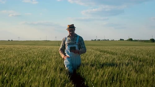 Satisfied farmer holding tablet and walking in wheat field at sunset examining crop.