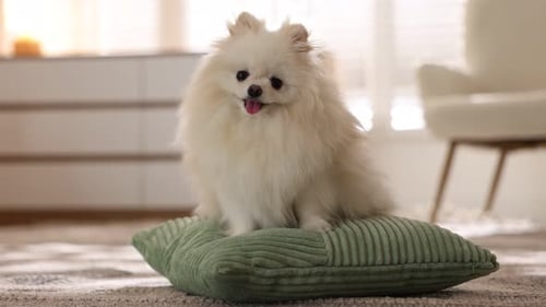 Adorable fluffy white dog sits on green cushion