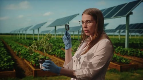 Female Agronomist Analyzing Plant with Magnifying Glass at Solar Farm