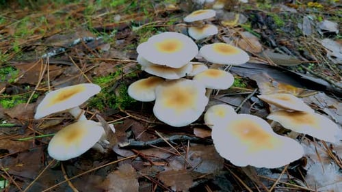 Cluster of White Mushrooms in a Forest