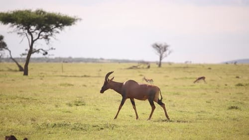 topi walking across the savanah on safari on the Masai Mara Reserve in Kenya Africa