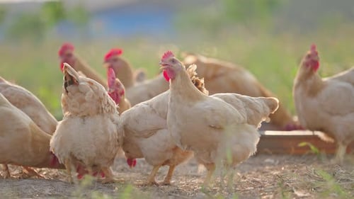 Chickens roaming freely on a rural farm