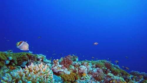 Underwater Sea Coral Tropical Reef