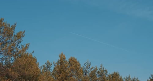 Trees Beneath Blue Sky with Airplane Contrail