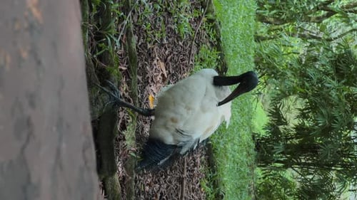 Rare Black Headed Ibis Bird Grooms Its Feathers Stands in Reserve