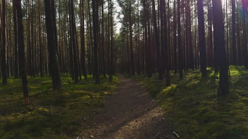 Sunlit Path Through a Tranquil Forest