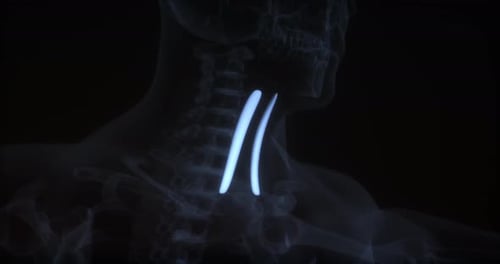 Human Anatomy Scan with Glowing Internal Structure