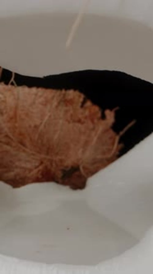 Closeup of a Halved Coconut