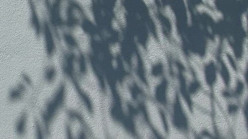Pan left-to-right across a white stucco wall with tree leaves casting shadows on it.