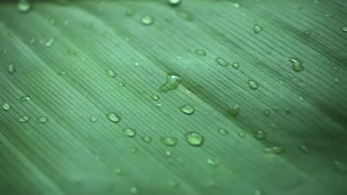Detaillierte Makro-Textur mit grünen Blättern und Wassertropfen