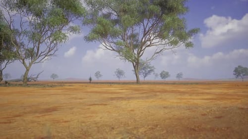 Calm Open Field Bordered By Towering Trees and Soft Earth Colors