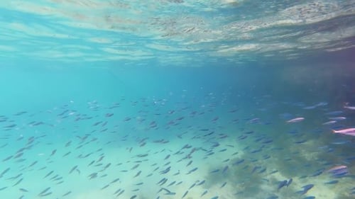 Ein Schwarm von Silversides im seichten Wasser des kristallklaren tropischen Meeres an einem sonnigen Tag