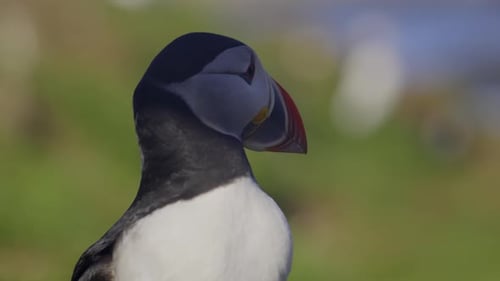 Puffin close-up view on a sunny day in a coastal habitat showcasing its vibrant beak and curious exp
