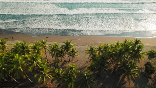 Palm trees casting shadows on sunny tropical beach with turquoise ocean waves