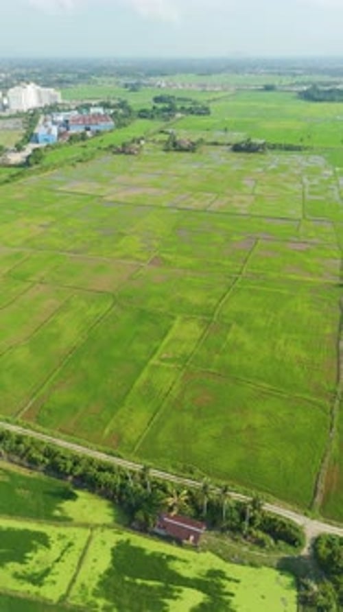 Drone vertical filmé par drone montrant des rizières verdoyantes et des palmiers à la périphérie de Kota Bharu,
