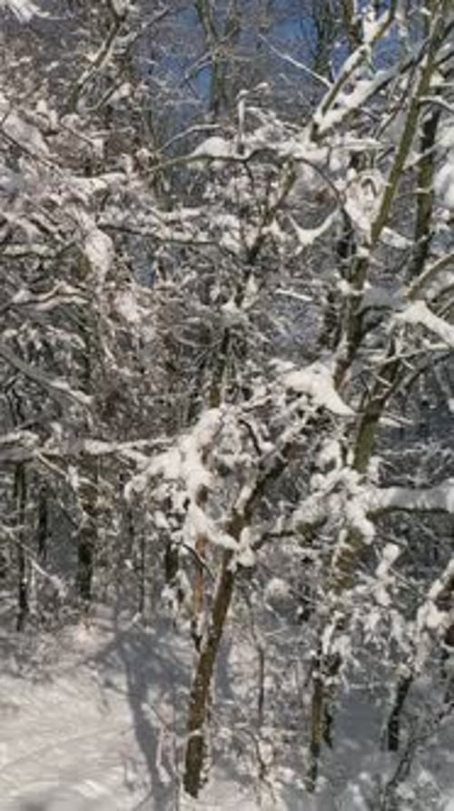 Beautiful snow winter forest, slider dolly shot