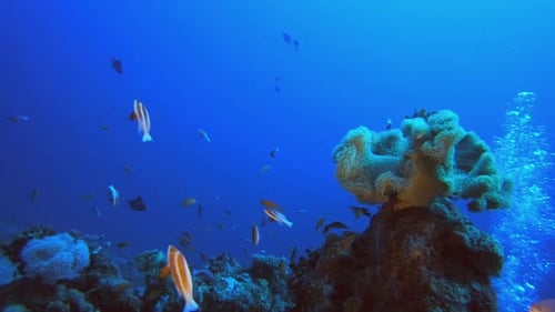 Arrecife de coral submarino
