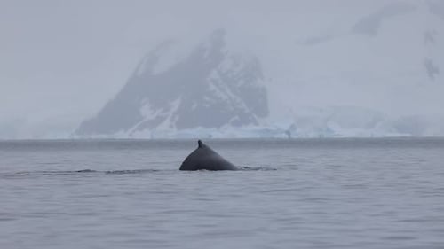 Humpback whale dives with snow mountain background