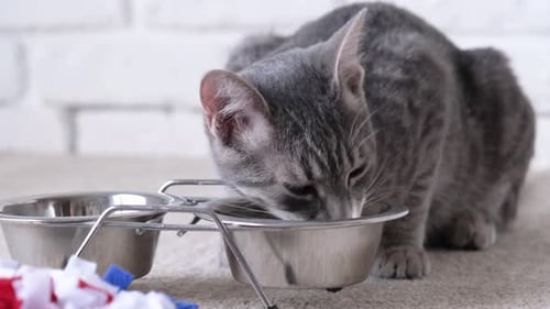 Gray Tabby Kitten Eats from a Metal Bowl
