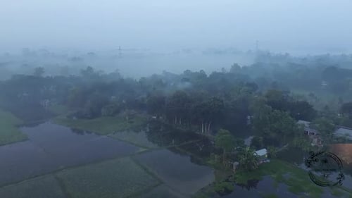 Misty Rural Landscape with Rice Patches and Forest