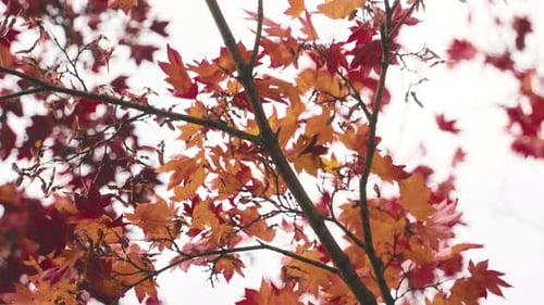 Beautiful Red Momiji Leaves (Maple Tree) At The Park In Miyagi, Japan At Autumn. low angle