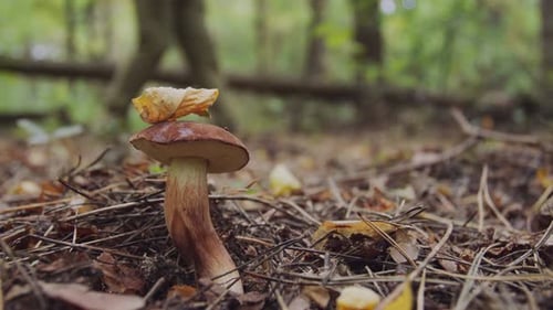 Ripe bay bolete mushroom (badius) in the autumn forest, blur mushroom picker cuts a mushroom