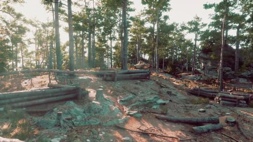 Morning Light Filters Through Trees in a Serene Forest Landscape