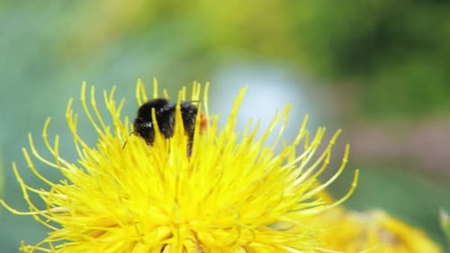 A macro close up shot of a bumble bee on a yellow flower searching for food.