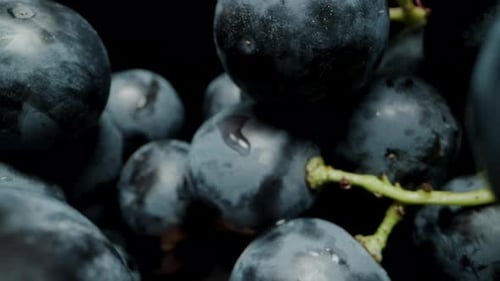 Black grapes in water droplets on a black background. Dolly slider extreme close-up.