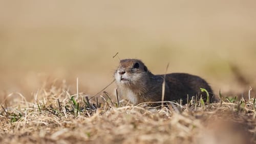 Funny Fluffy Gopher Eats Next to the Burrow Little Ground Squirrel or Little Suslik Spermophilus