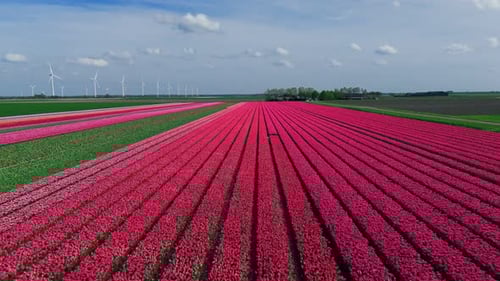 Aerial View: Pink Flower Bulb Fields with Tulips in the Netherlands