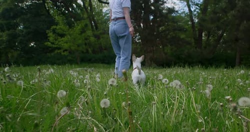 Woman and Dog Walking in a Dandelion Field