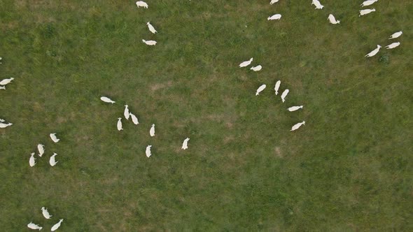 Overhead aerial riser over flock of sheep grazing in green pasture ...