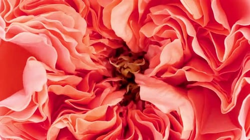 Detailed Close Up of Colorful Flower Bloom