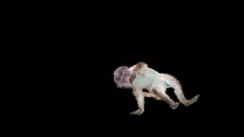 66 Breakdance Ending Monkey Dance 4K