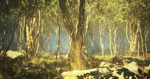 Sunlight Filters Through Trees in a Serene Forest Setting at Dusk