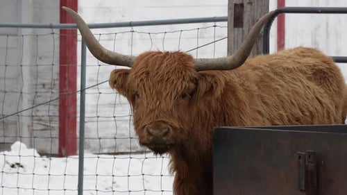 Majestic Highland Cow with Horns Standing Still