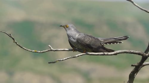 Cinematic View Of Common Cuckoo Bird, Wildlife In Deep Forest