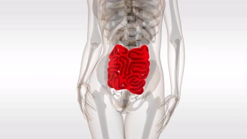 Human Small Intestine Anatomy 3D Medical Zoom Animation