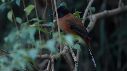 Rufous Sibia bird