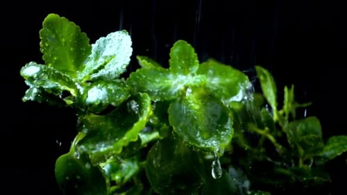 Water Drop Falling